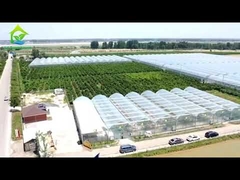 Serra per film a tunnel agricolo a singolo strato multi campata