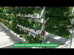 Attrezzatura per l'irrigazione verticale per la coltivazione idroponica nella serra di Venlo