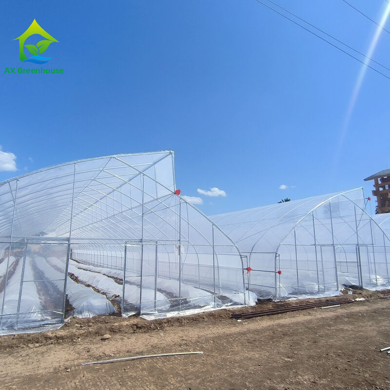 Progettazione a dente di segale a singolo tracciato Tuneo serra a pellicola di plastica tropicale personalizzato per la coltivazione di verdure