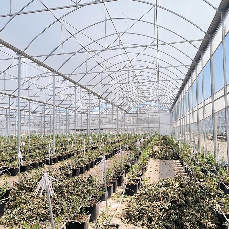 Struttura in acciaio Agricoltura Poli-Tunnel Ombra nera Serra multi-span con sistema di raffreddamento opzionale