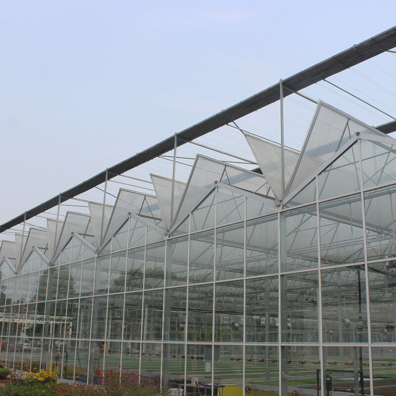 Serra di pomodori in vetro temperato a caldo in acciaio galvanizzato multi-span Venlo per condizioni di crescita ottimali