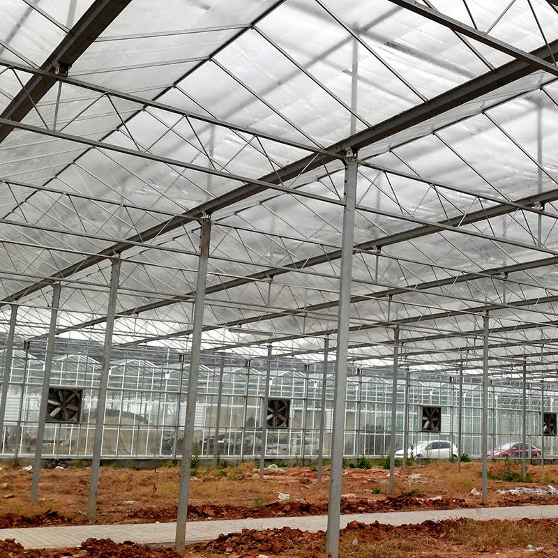 Ventilazione automatica vetro agricolo Venlo grandi gallerie Tomato serre con sistema di raffreddamento pad e sistema di ventilatore