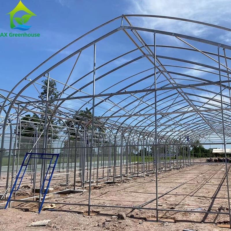 Tenda di serra a pellicola singola per l'agricoltura commerciale