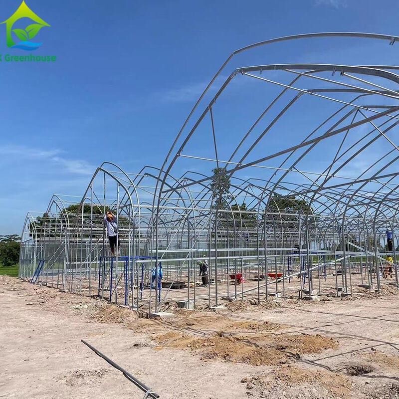 Tenda di serra a pellicola singola per l'agricoltura commerciale