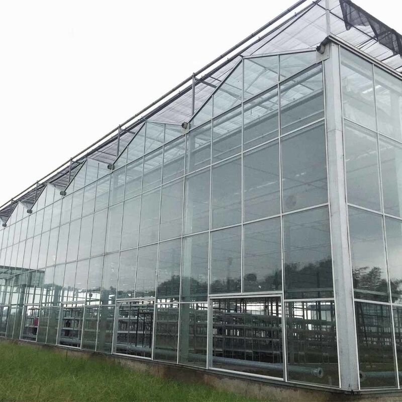 Serra agricola in vetro in stile Venlo a lunghezza multipla con taglia triangolare e ventilazione laterale superiore per la ventilazione