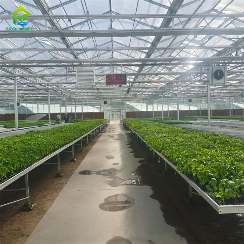 Serre in vetro temperato intelligente, trasparenti, verdi, grandi, multi-campata, serre agricole in tubo d'acciaio zincato a caldo per la coltivazione di piante e fiori