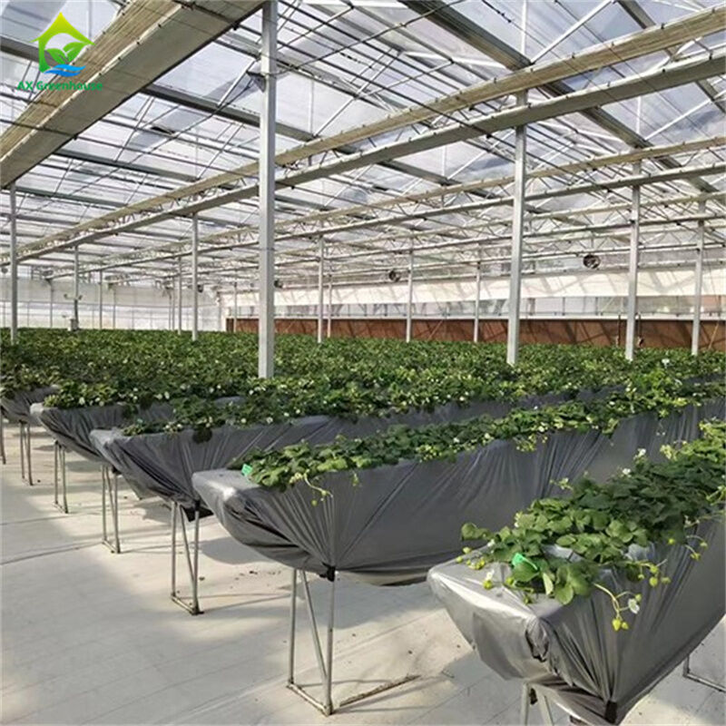 Serre in vetro temperato intelligente, trasparenti, verdi, grandi, multi-campata, serre agricole in tubo d'acciaio zincato a caldo per la coltivazione di piante e fiori