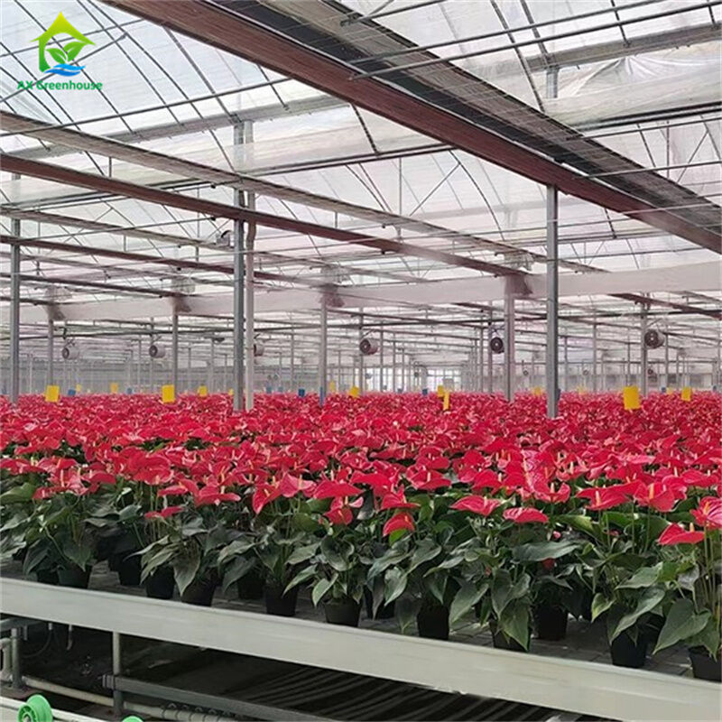 Serre in vetro temperato intelligente, trasparenti, verdi, grandi, multi-campata, serre agricole in tubo d'acciaio zincato a caldo per la coltivazione di piante e fiori