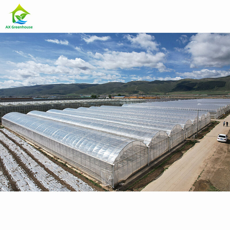 Serre multi-campata agricole su larga scala | Fabbrica di serre professionale per la personalizzazione di massa