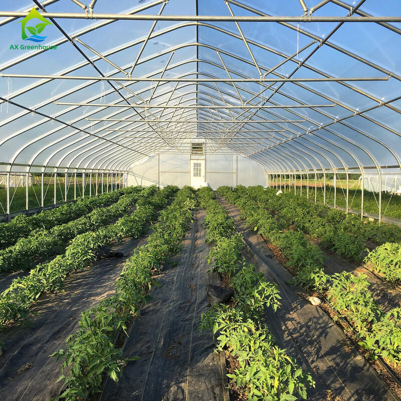 Serra agricola economica Serra commerciale Serra intelligente a una sola lunghezza per la coltivazione di pomodori
