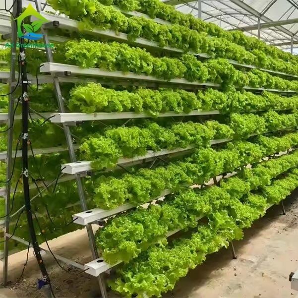 Sistema di coltivazione fuori suolo in serra a telaio A, tecnica del film nutritivo (NFT), canale per la coltivazione efficiente di ortaggi