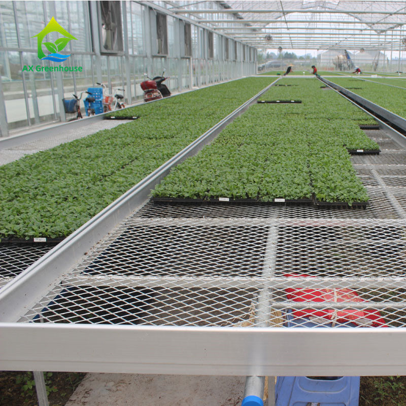 Agricoltura Commerciale Indoor Mesh Wire Greenhouse Grow Table Rolling Bench Per semina